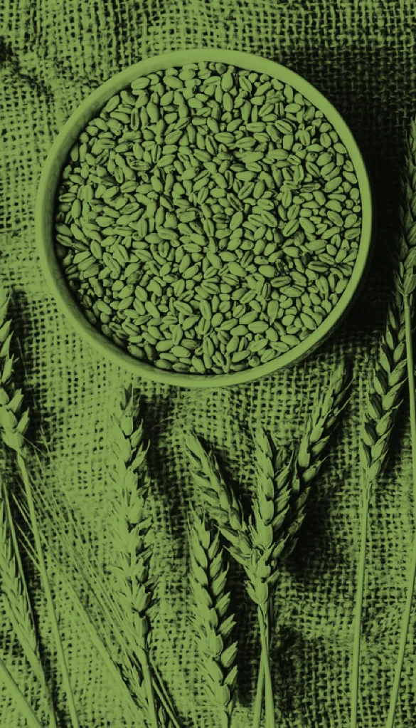 Damsco Food background